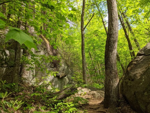 A lush green forest with tall trees, rocky outcrops, and a winding path through vibrant foliage.
