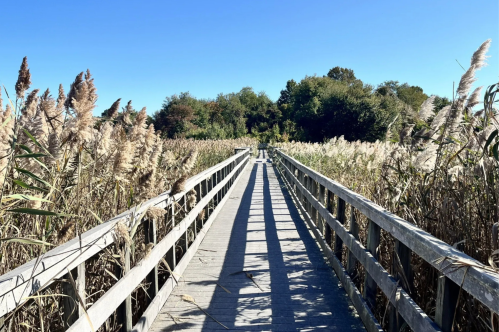 A wooden boardwalk stretches through tall grasses under a clear blue sky, leading into a lush green area.