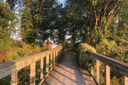 A wooden boardwalk leads through lush greenery, surrounded by trees and plants, under a warm, golden light.