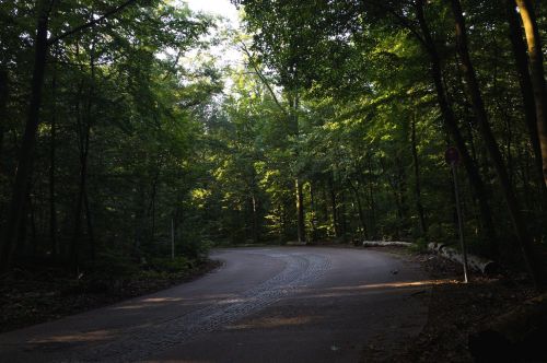 A winding road through a lush green forest, dappled sunlight filtering through the trees.