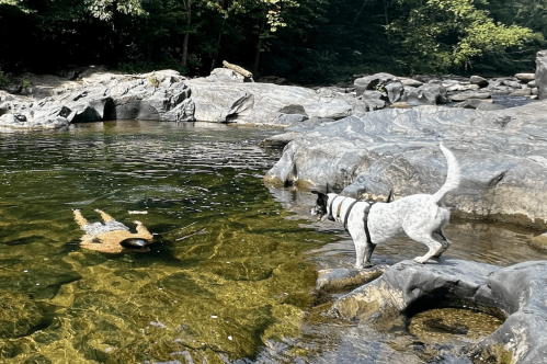A dog stands on rocks by a river, watching a person floating in the water nearby. Lush greenery surrounds the scene.