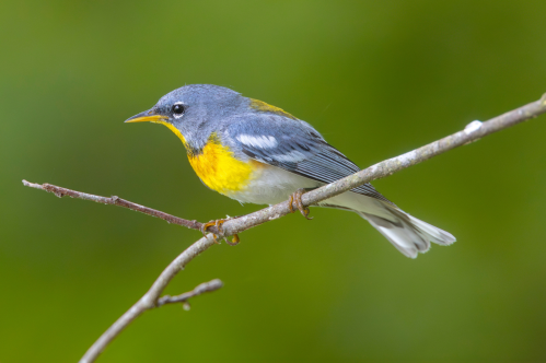 A small bird with a gray head, yellow chest, and white underparts perched on a branch against a blurred green background.