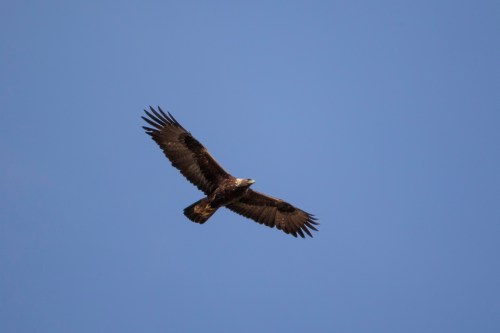 A soaring eagle with outstretched wings against a clear blue sky.