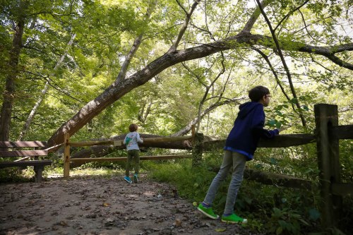 Two children explore a wooded area, leaning on a wooden fence near a fallen tree, surrounded by lush greenery.