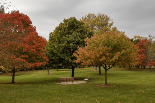 A park scene with colorful autumn trees and a wooden bench on a grassy area under a cloudy sky.