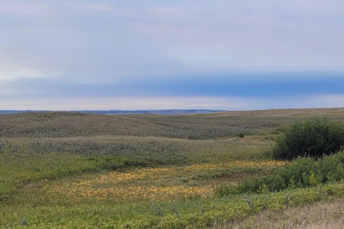 A serene landscape of rolling hills with green grass and patches of yellow flowers under a blue sky.