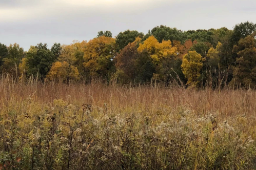 A field of tall grasses with autumn-colored trees in the background under a cloudy sky.