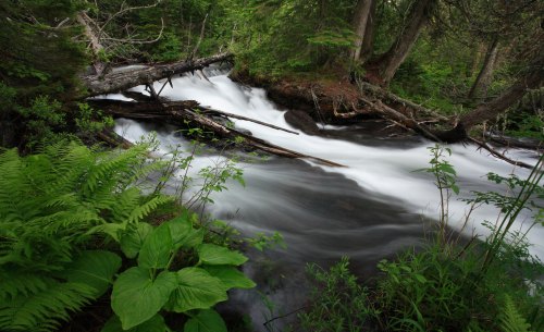 A serene stream flows through a lush green forest, with fallen logs and vibrant foliage along the banks.