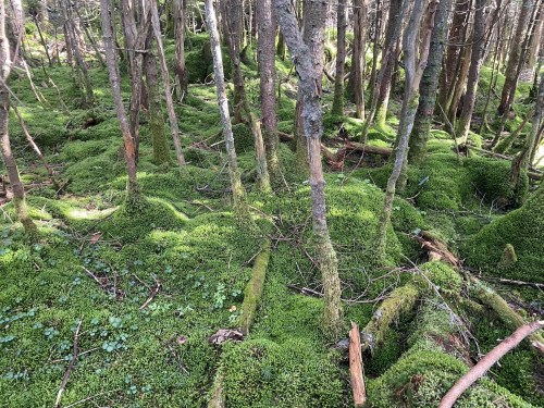 A lush forest floor covered in vibrant green moss, with tall trees and scattered branches in a serene woodland setting.
