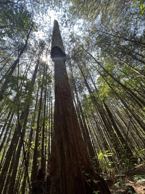A tall, slender tree rises towards the sky, surrounded by dense forest and dappled sunlight filtering through the leaves.