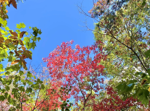 Bright blue sky framed by vibrant red and green leaves in a lush forest.