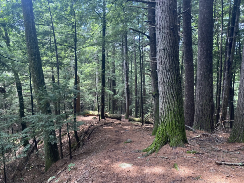 A serene forest path winding through tall trees with lush green foliage and a carpet of pine needles on the ground.