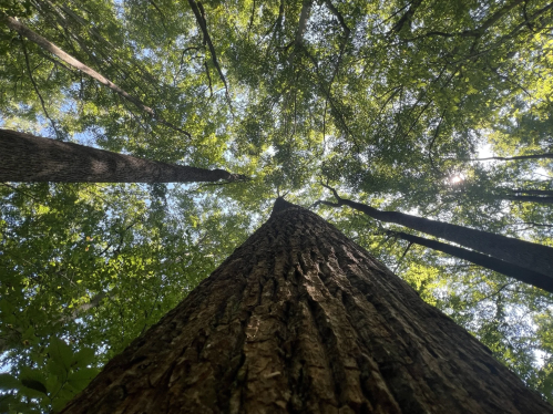 Looking up at tall trees with lush green leaves against a bright blue sky.