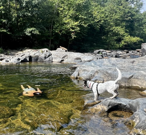 A dog stands on rocks by a river, watching a person floating in the water nearby, surrounded by trees.