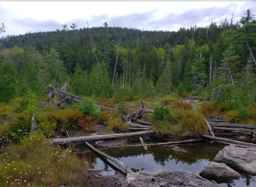 A serene forest scene with fallen logs, lush greenery, and a small pond reflecting the overcast sky.