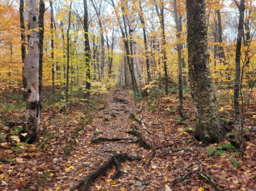 A winding forest path covered in fallen leaves, surrounded by trees with vibrant autumn foliage.