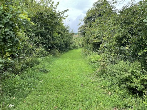 A narrow, grassy path surrounded by lush greenery and trees, leading into a serene natural area.