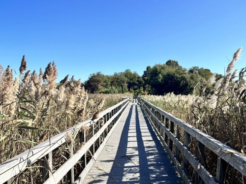 A wooden boardwalk stretches through tall grasses under a clear blue sky, leading into a lush green area.