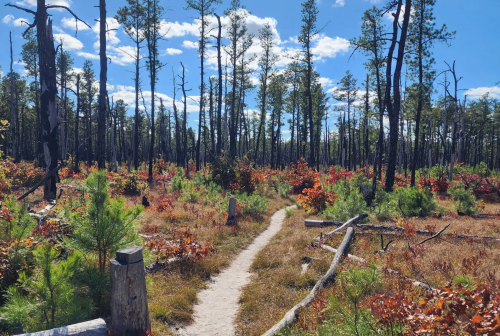 A winding dirt path through a forest with tall trees and colorful autumn foliage under a blue sky.