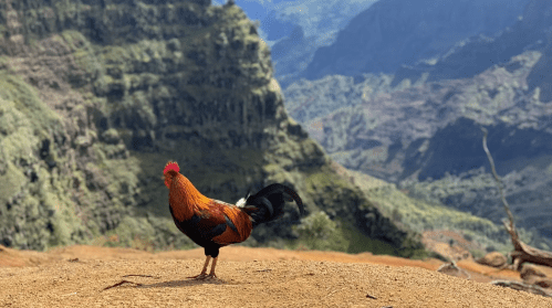 A colorful rooster stands on a sandy surface with a mountainous landscape in the background.