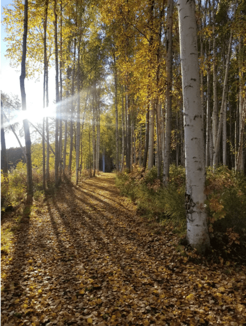 A sunlit path through a forest of tall trees with golden autumn leaves scattered on the ground.
