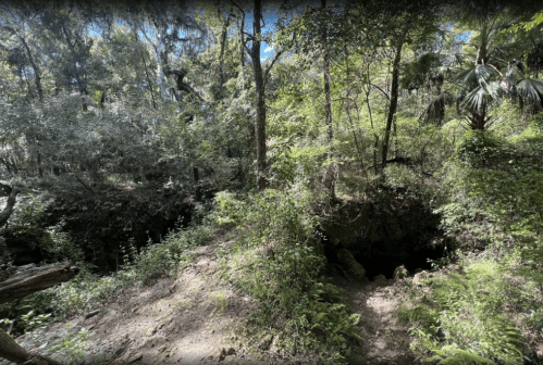 Lush green forest with dense trees and ferns, featuring a cave entrance in the foreground. Bright sunlight filters through.