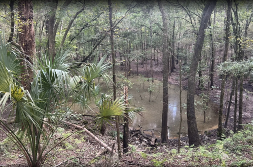 A serene forest scene featuring trees, lush greenery, and a small pond surrounded by underbrush.