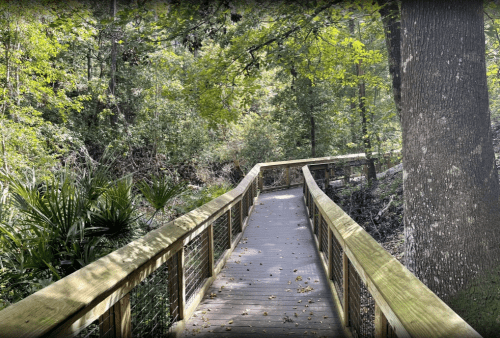 A wooden boardwalk winding through a lush, green forest with trees and plants on either side.