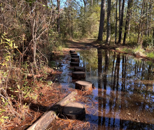 A forest path with wooden stumps leading across a shallow, reflective pool of water surrounded by trees.