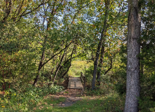 A wooden bridge surrounded by lush greenery, leading into a serene natural pathway.