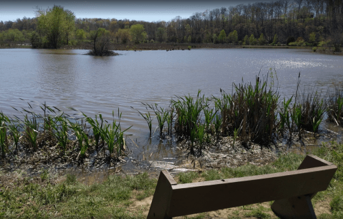 A serene lake surrounded by greenery, with a wooden bench in the foreground and trees in the background.