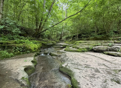 A serene forest scene with a shallow stream flowing over moss-covered rocks, surrounded by lush green trees.