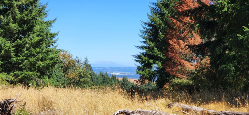 A scenic view of mountains in the distance, framed by green trees and golden grass under a clear blue sky.