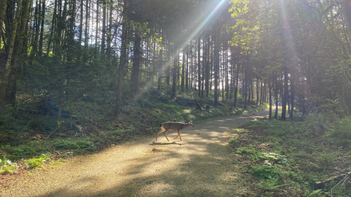 A deer walks along a sunlit forest path, surrounded by tall trees and dappled light.