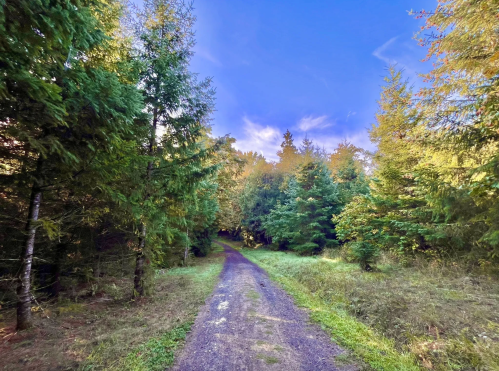 A serene forest path surrounded by tall trees under a clear blue sky.