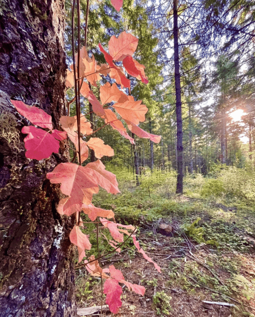 Explore Fall Foliage at Chehalem Ridge Nature Park