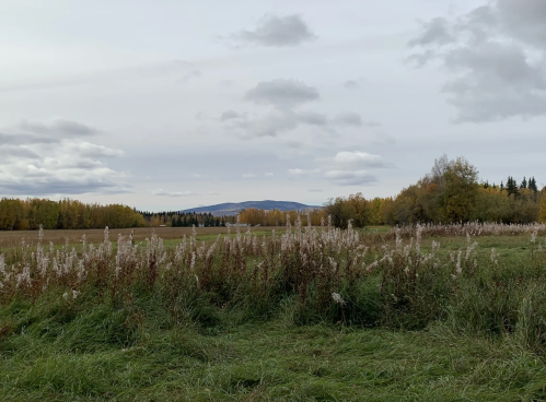 A serene landscape featuring tall grasses and wildflowers, with rolling hills and cloudy skies in the background.