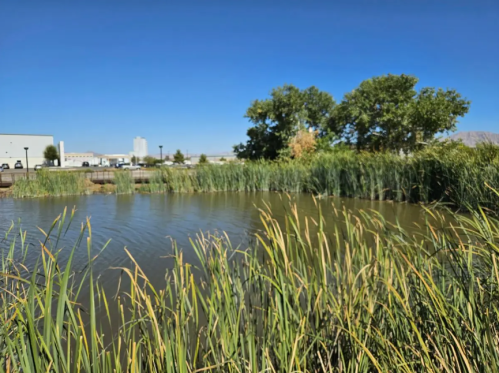A serene pond surrounded by tall grasses and trees, with a clear blue sky in the background.