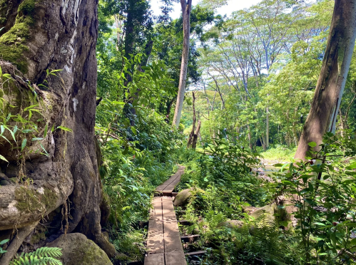 A wooden path winds through a lush green forest, surrounded by tall trees and dense foliage.