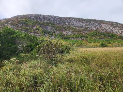 A lush landscape featuring tall grass and a rocky mountain backdrop, with trees and colorful foliage.