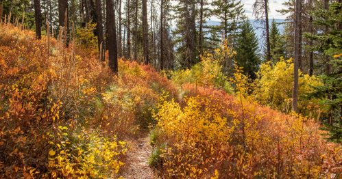 A narrow trail winds through thick fall foliage.