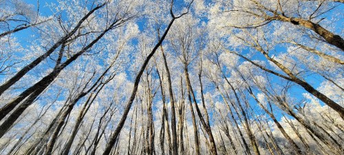Frost-covered trees stretch towards a clear blue sky, creating a serene winter landscape.
