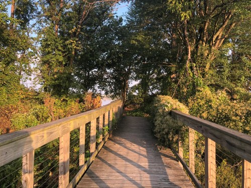 A wooden bridge leads through lush greenery, illuminated by warm sunlight, creating a serene natural pathway.