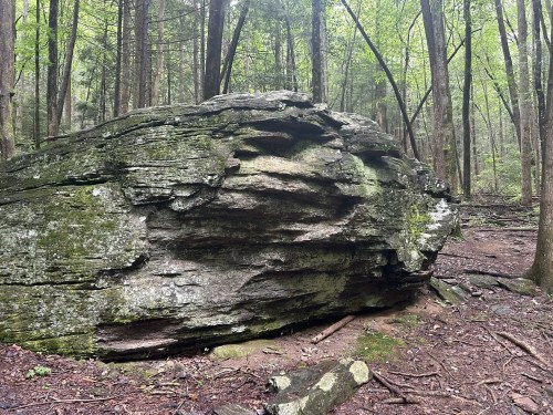 A large, moss-covered rock in a dense forest, surrounded by trees and forest floor debris.
