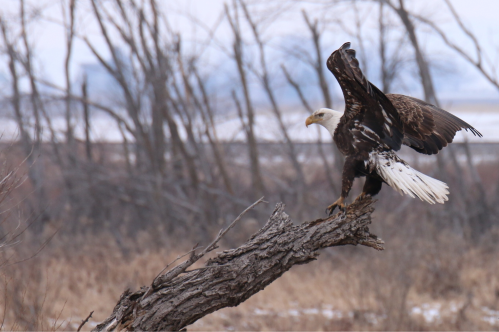 A bald eagle perched on a branch, wings partially spread, with a blurred background of trees and a winter landscape.