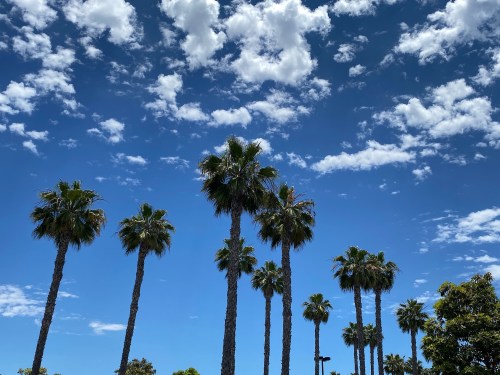 A row of tall palm trees against a bright blue sky with fluffy white clouds.