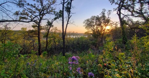 Sunrise over a forested bluff, overlooking Devils Lake, ND. Wildflowers bloom near the hiking trail.