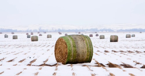Hay bales dot a snow-covered Nebraska field on a foggy day with snowy hills in the background.