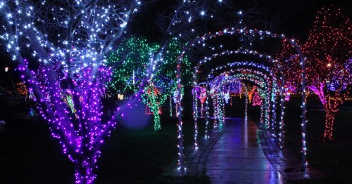 A Christmas light tunnel is lined along a city park sidewalk. Trees covered in hundreds of colorful lights surround the tunnel.