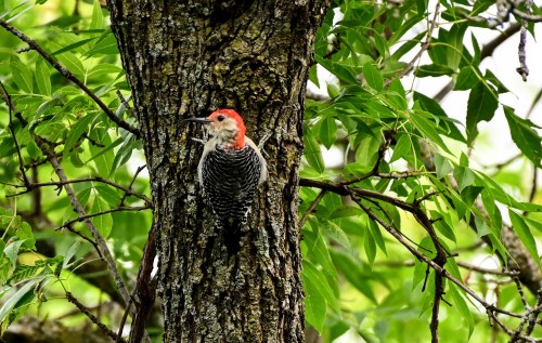 A red-headed woodpecker perched on a textured tree trunk surrounded by green leaves.